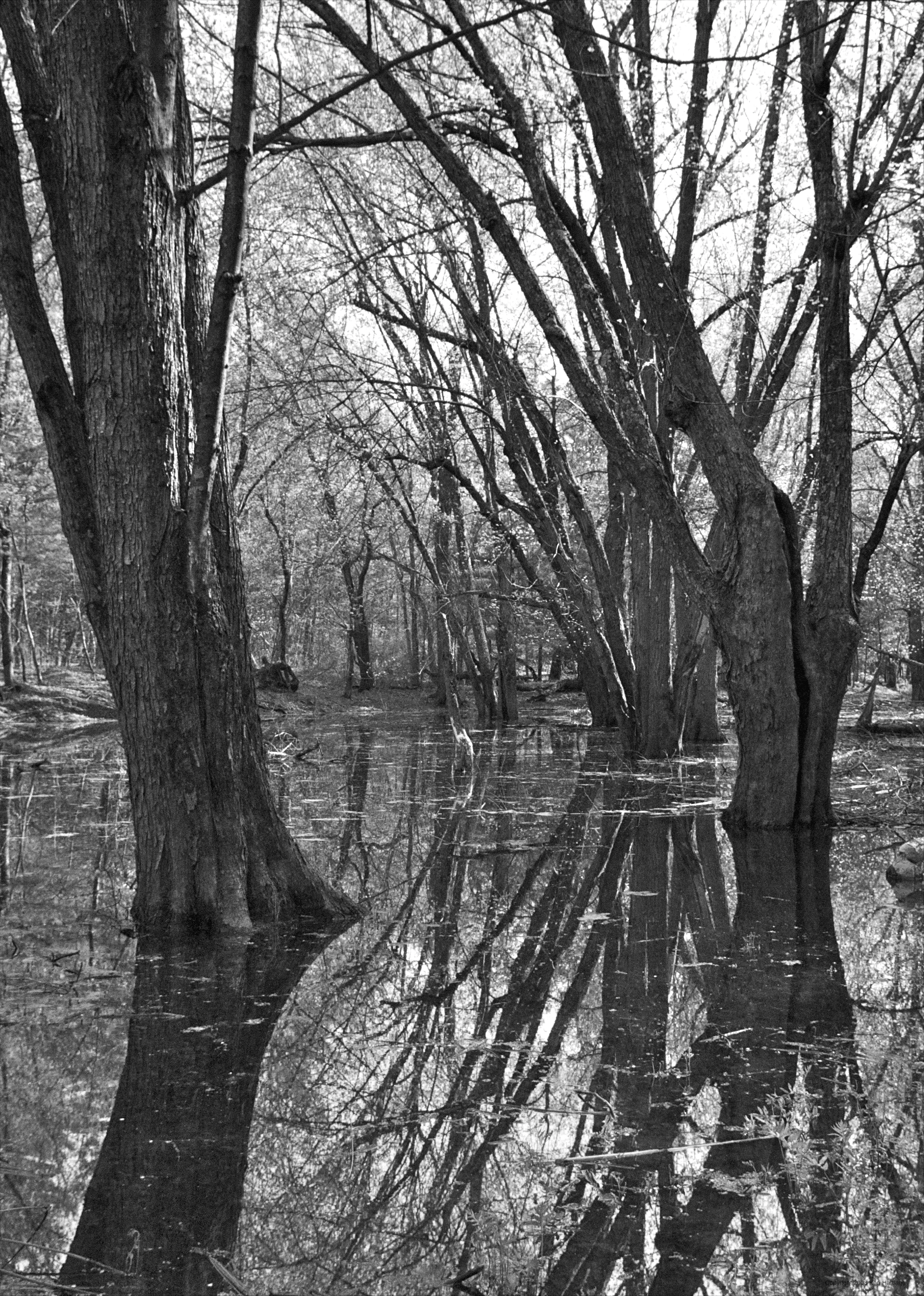 oaks in water